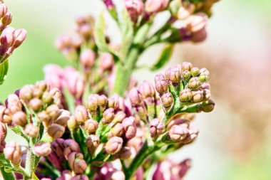 Baharda çiçekler ve ağaçlar