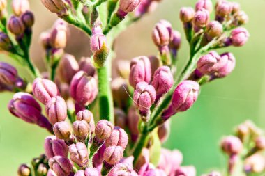 Baharda çiçekler ve ağaçlar