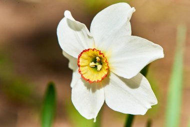Baharda çiçekler ve ağaçlar