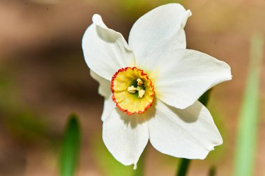 Baharda çiçekler ve ağaçlar