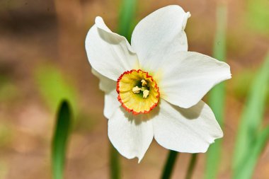 Baharda çiçekler ve ağaçlar