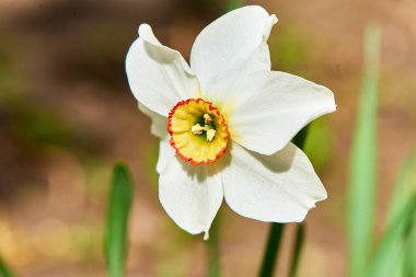 Baharda çiçekler ve ağaçlar