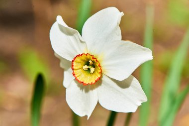 Baharda çiçekler ve ağaçlar
