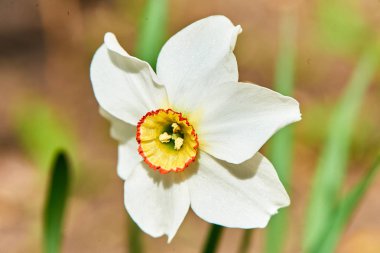 Baharda çiçekler ve ağaçlar