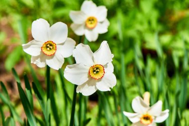 Baharda çiçekler ve ağaçlar