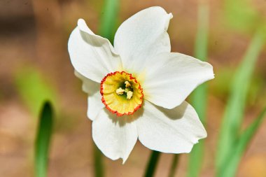 Baharda çiçekler ve ağaçlar