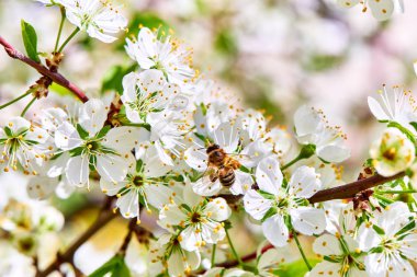 Baharda çiçekler ve ağaçlar