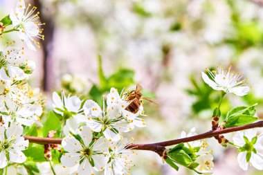 Baharda çiçekler ve ağaçlar