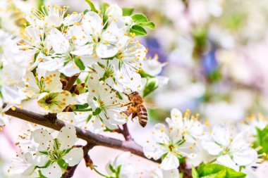 Baharda çiçekler ve ağaçlar