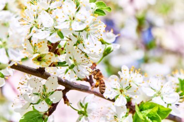 Baharda çiçekler ve ağaçlar