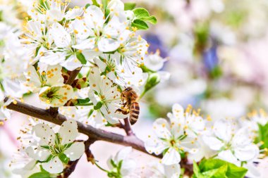 Baharda çiçekler ve ağaçlar