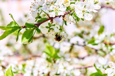 Baharda çiçekler ve ağaçlar