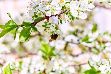Baharda çiçekler ve ağaçlar