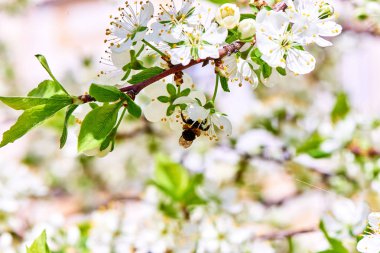 Baharda çiçekler ve ağaçlar