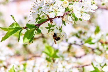 Baharda çiçekler ve ağaçlar
