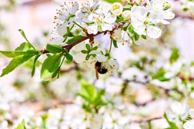 Baharda çiçekler ve ağaçlar