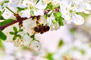 Baharda çiçekler ve ağaçlar