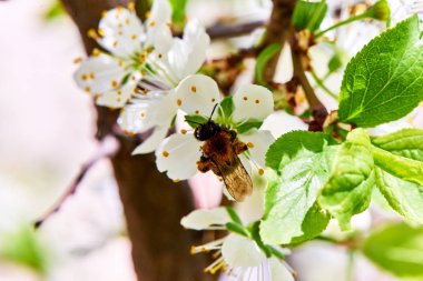 Baharda çiçekler ve ağaçlar