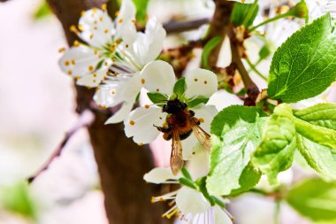Baharda çiçekler ve ağaçlar