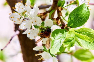 Baharda çiçekler ve ağaçlar