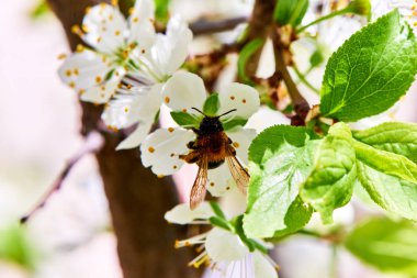 Baharda çiçekler ve ağaçlar