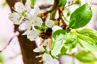 Baharda çiçekler ve ağaçlar