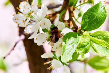 Baharda çiçekler ve ağaçlar