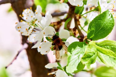 Baharda çiçekler ve ağaçlar