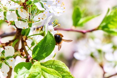 Baharda çiçekler ve ağaçlar