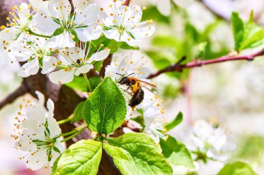 Baharda çiçekler ve ağaçlar