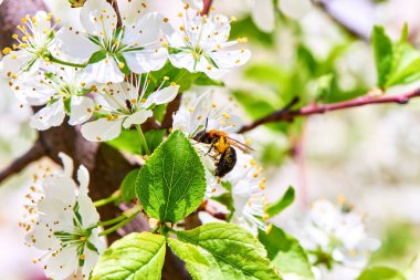 Baharda çiçekler ve ağaçlar