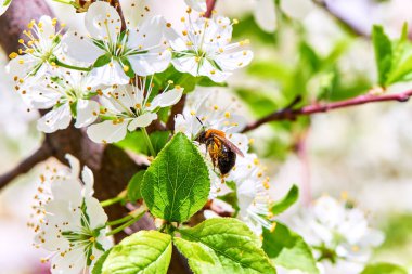 Baharda çiçekler ve ağaçlar