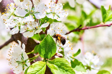 Baharda çiçekler ve ağaçlar
