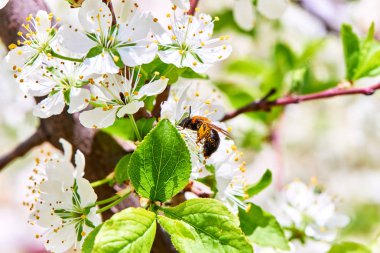 Baharda çiçekler ve ağaçlar