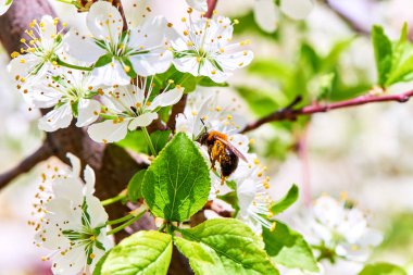 Baharda çiçekler ve ağaçlar