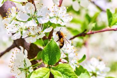 Baharda çiçekler ve ağaçlar