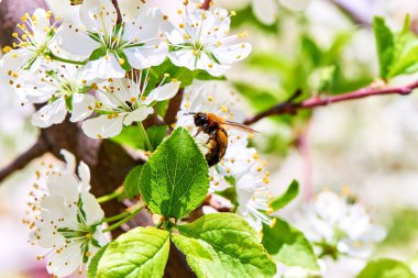 Baharda çiçekler ve ağaçlar