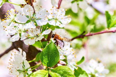 Baharda çiçekler ve ağaçlar