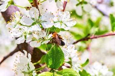 Baharda çiçekler ve ağaçlar