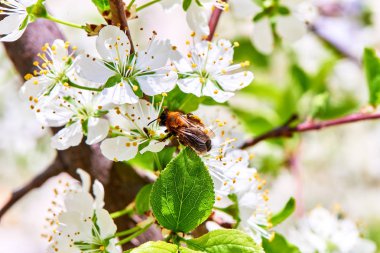 Baharda çiçekler ve ağaçlar