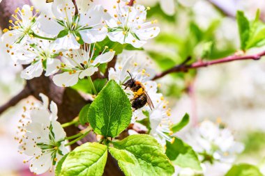 Baharda çiçekler ve ağaçlar