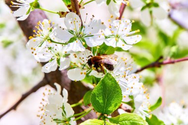 Baharda çiçekler ve ağaçlar