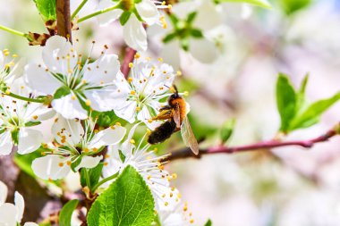 Baharda çiçekler ve ağaçlar