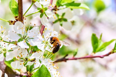 Baharda çiçekler ve ağaçlar