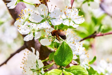 Baharda çiçekler ve ağaçlar