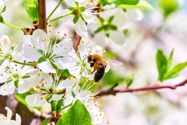 Baharda çiçekler ve ağaçlar