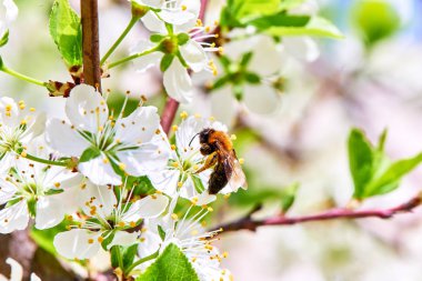 Baharda çiçekler ve ağaçlar