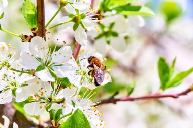 Baharda çiçekler ve ağaçlar