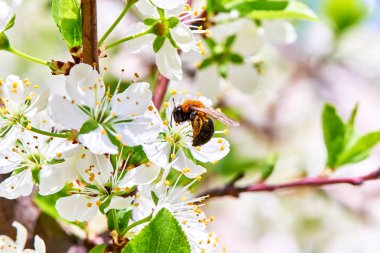 Baharda çiçekler ve ağaçlar
