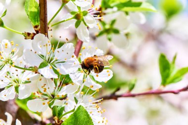 Baharda çiçekler ve ağaçlar